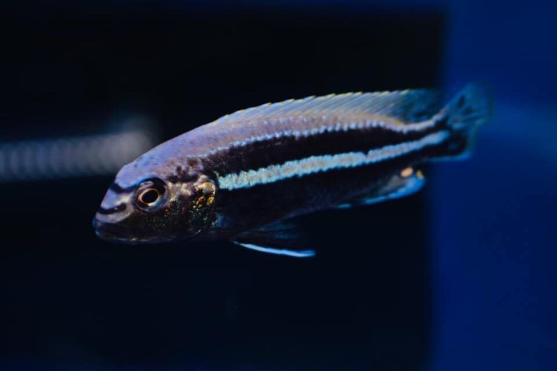Melanochromis auratus 'Nakantenga Island'